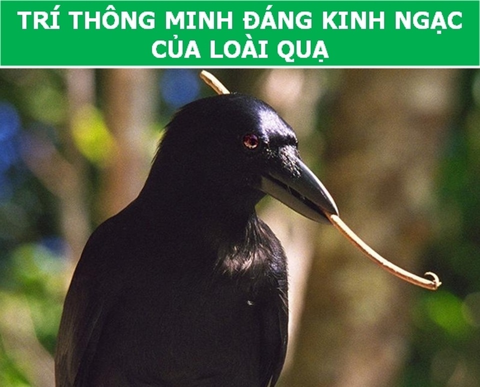dong_vat_5.jpg dong_vat_5.jpg