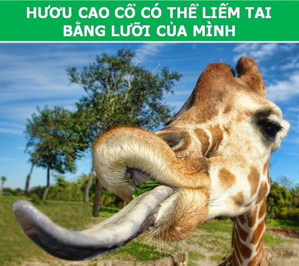 dong_vat_6.jpg dong_vat_6.jpg