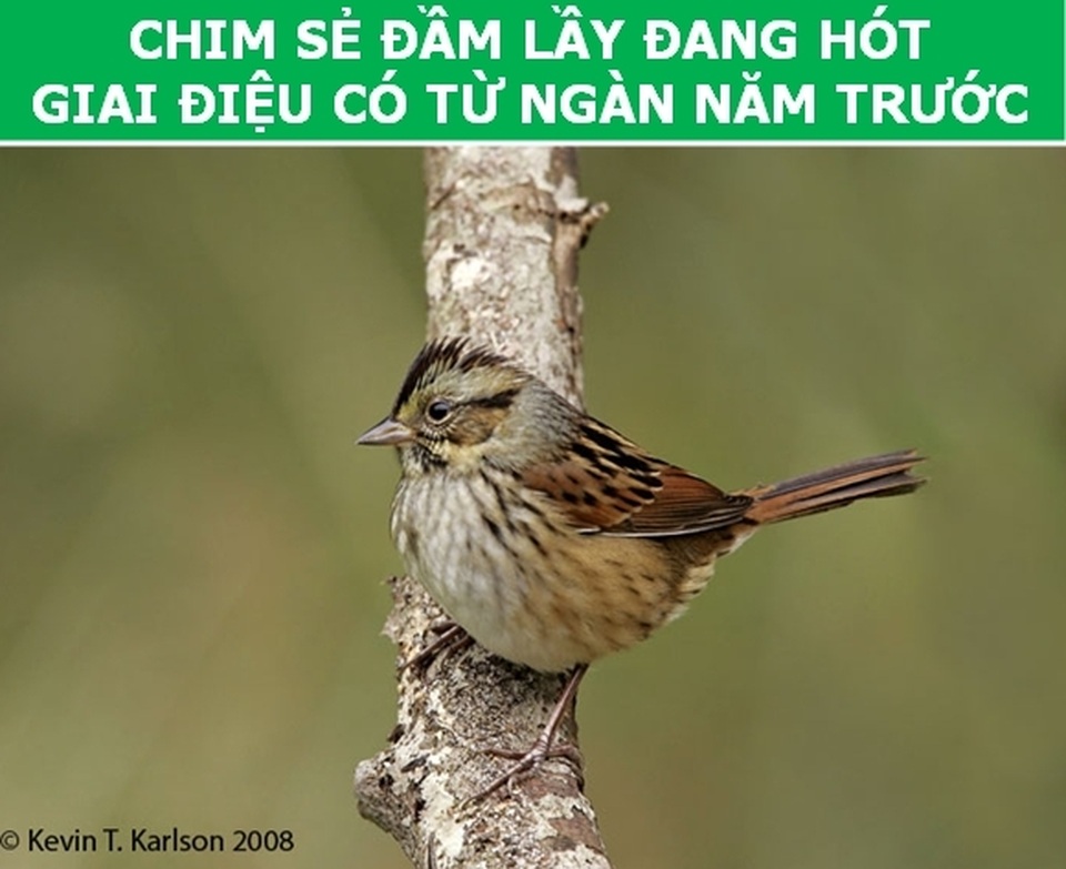 dong_vat_8.jpg dong_vat_8.jpg