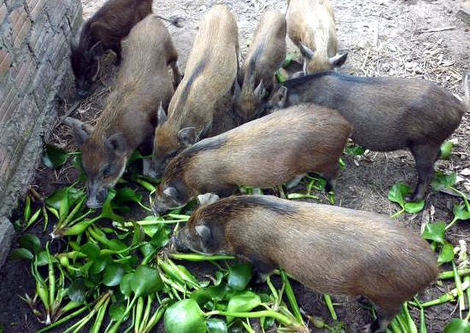 Xem xét tuýt còi quy định “bèo tây, rau chuối không được cho lợn ăn” - 1 Xem xét tuýt còi quy định “bèo tây, rau chuối không được cho lợn ăn” - 1