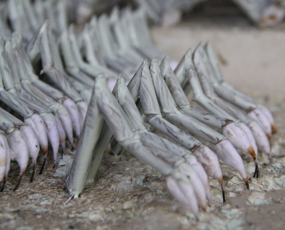 Độc đáo những con tôm hùm làm từ... tre trông thật đến ngỡ ngàng - 8 Độc đáo những con tôm hùm làm từ... tre trông thật đến ngỡ ngàng - 8