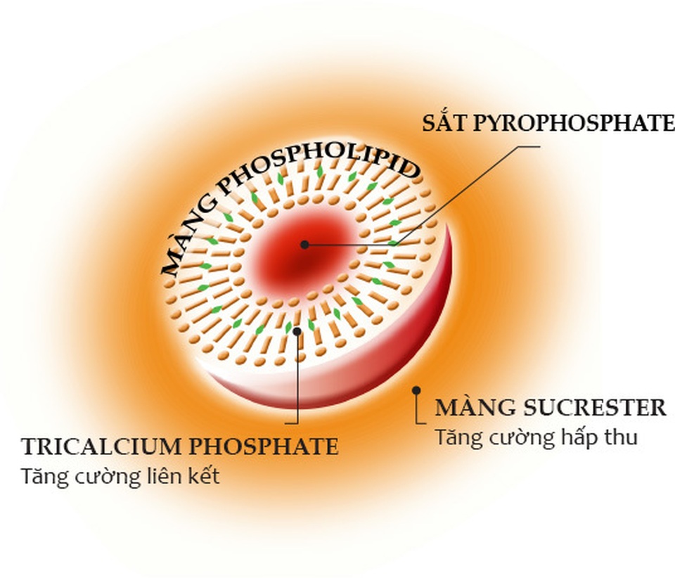 Sucrosomial – Công nghệ đột phá mới trong hỗ trợ điều trị thiếu máu do thiếu sắt - 1 Sucrosomial – Công nghệ đột phá mới trong hỗ trợ điều trị thiếu máu do thiếu sắt - 1