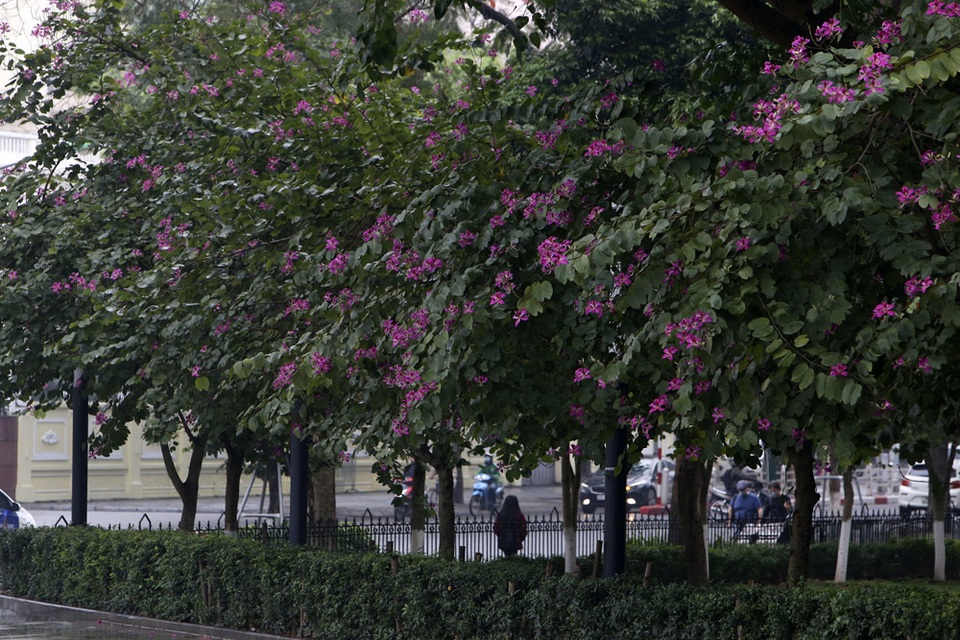 Hoa ban nở khắp phố Hà Nội - 10 Hoa ban nở khắp phố Hà Nội - 10