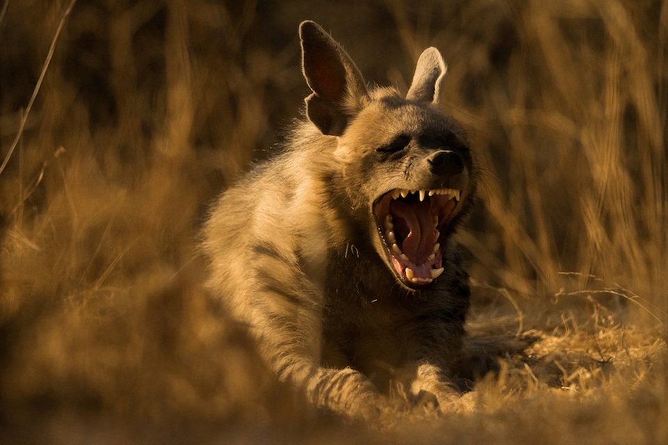 Những bức ảnh ấn tượng đầu tiên của giải thưởng nhiếp ảnh thế giới 2019 - 9