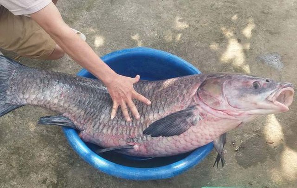 Kỳ lạ lươn “khổng lồ” dài gần mét, cá lạ nặng một tạ xôn xao dư luận - 10 Kỳ lạ lươn “khổng lồ” dài gần mét, cá lạ nặng một tạ xôn xao dư luận - 10