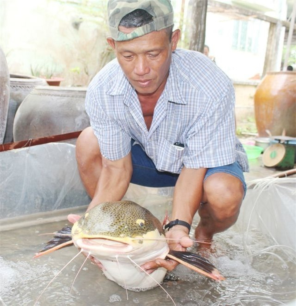 Kỳ lạ lươn “khổng lồ” dài gần mét, cá lạ nặng một tạ xôn xao dư luận - 8 Kỳ lạ lươn “khổng lồ” dài gần mét, cá lạ nặng một tạ xôn xao dư luận - 8
