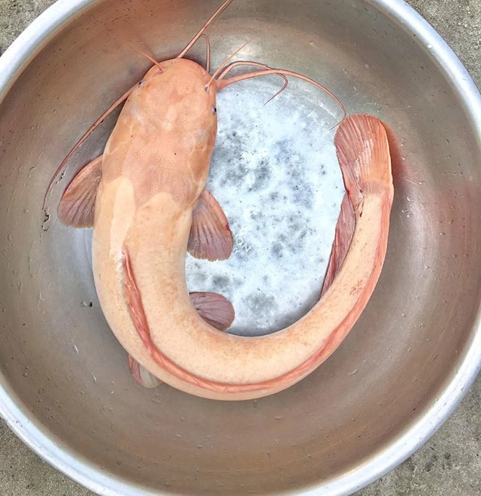 Kỳ lạ lươn “khổng lồ” dài gần mét, cá lạ nặng một tạ xôn xao dư luận - 1 Kỳ lạ lươn “khổng lồ” dài gần mét, cá lạ nặng một tạ xôn xao dư luận - 1