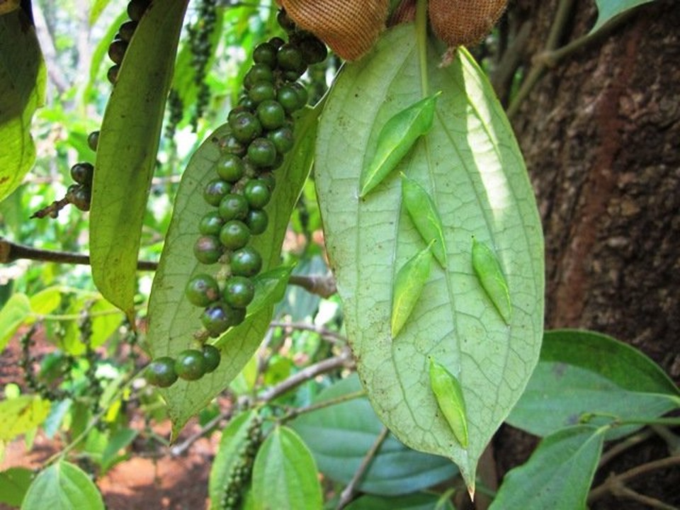 Món côn trùng chị em kinh sợ tránh xa lại là đặc sản vạn người mê - 6 Món côn trùng chị em kinh sợ tránh xa lại là đặc sản vạn người mê - 6