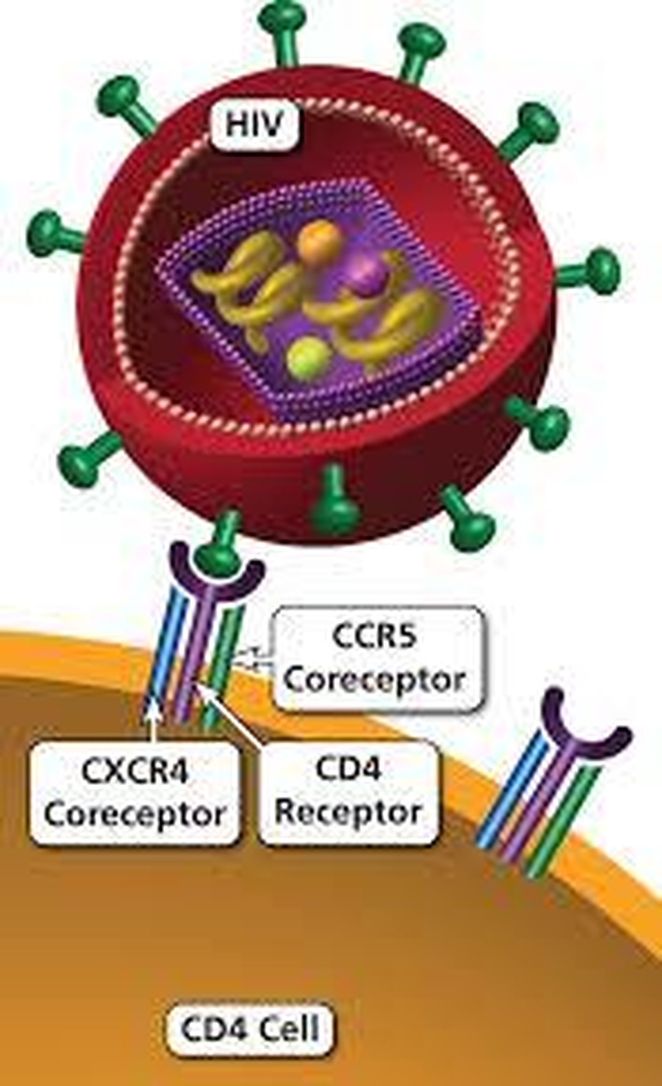 Thụ thể CCR5 và sự lây nhiễm HIV - 1 Thụ thể CCR5 và sự lây nhiễm HIV - 1