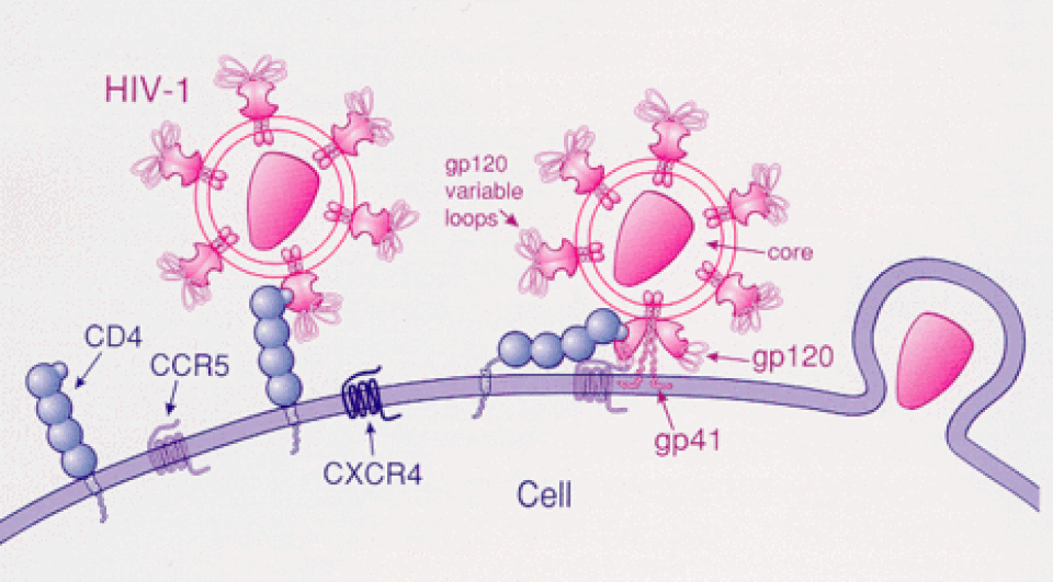 Thụ thể CCR5 và sự lây nhiễm HIV - 2 Thụ thể CCR5 và sự lây nhiễm HIV - 2