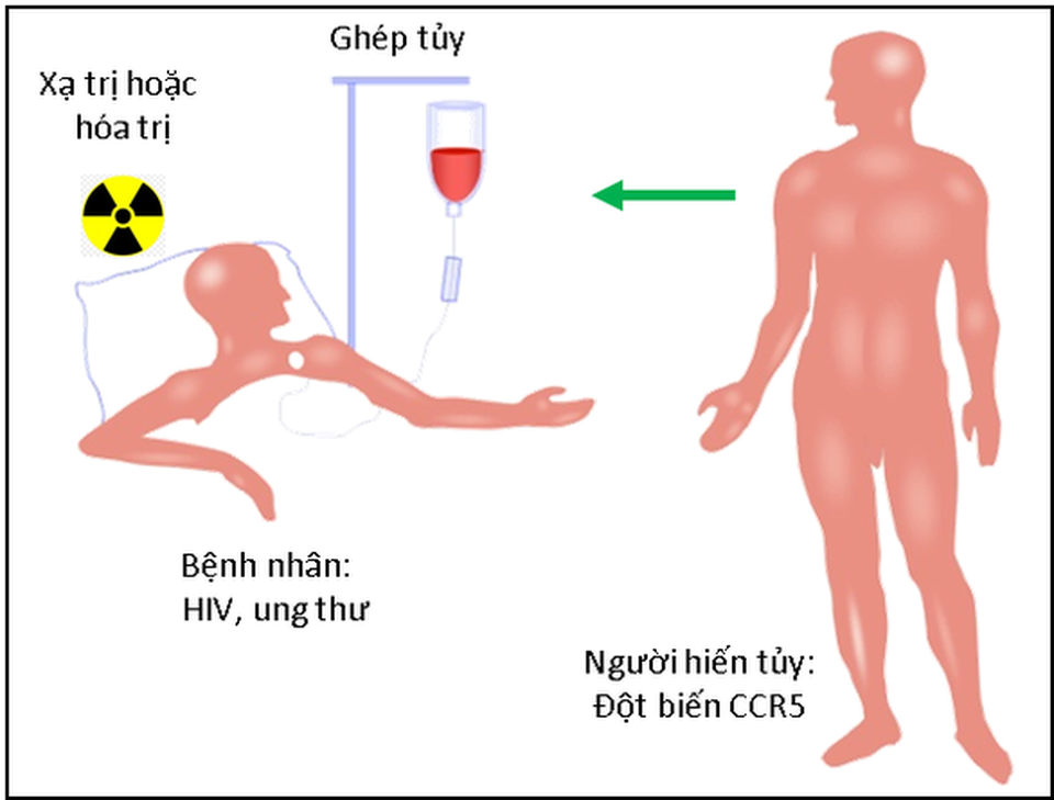 Thụ thể CCR5 và sự lây nhiễm HIV - 3 Thụ thể CCR5 và sự lây nhiễm HIV - 3