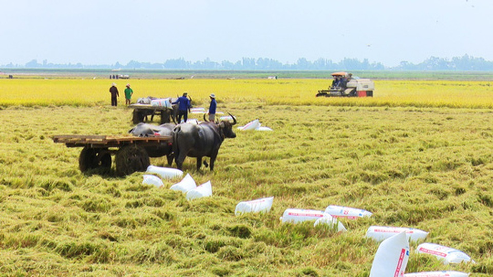 Trâu kéo lúa ở miền Tây giữ lại nét văn hóa nông nghiệp Nam bộ - 4 Trâu kéo lúa ở miền Tây giữ lại nét văn hóa nông nghiệp Nam bộ - 4