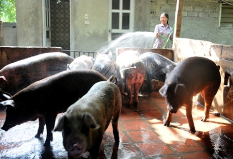 nuôi lợn.jpg nuôi lợn.jpg