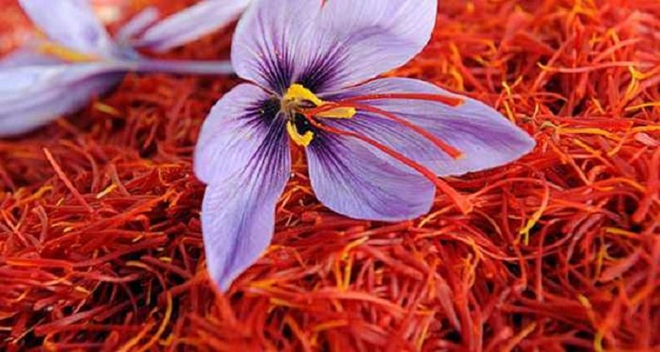 Saffron Nhụy hoa nghệ tây - Thứ gia vị được ví như “vàng đỏ” - 4