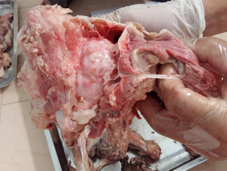 Xét nghiệm dương tính: Chưa thể khẳng định cơ thể có sán! - 1 Xét nghiệm dương tính: Chưa thể khẳng định cơ thể có sán! - 1