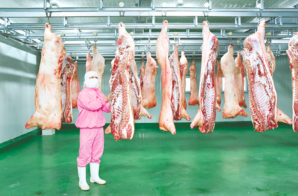 Thịt heo sạch vững vàng trong tâm bão dịch - 1 Thịt heo sạch vững vàng trong tâm bão dịch - 1