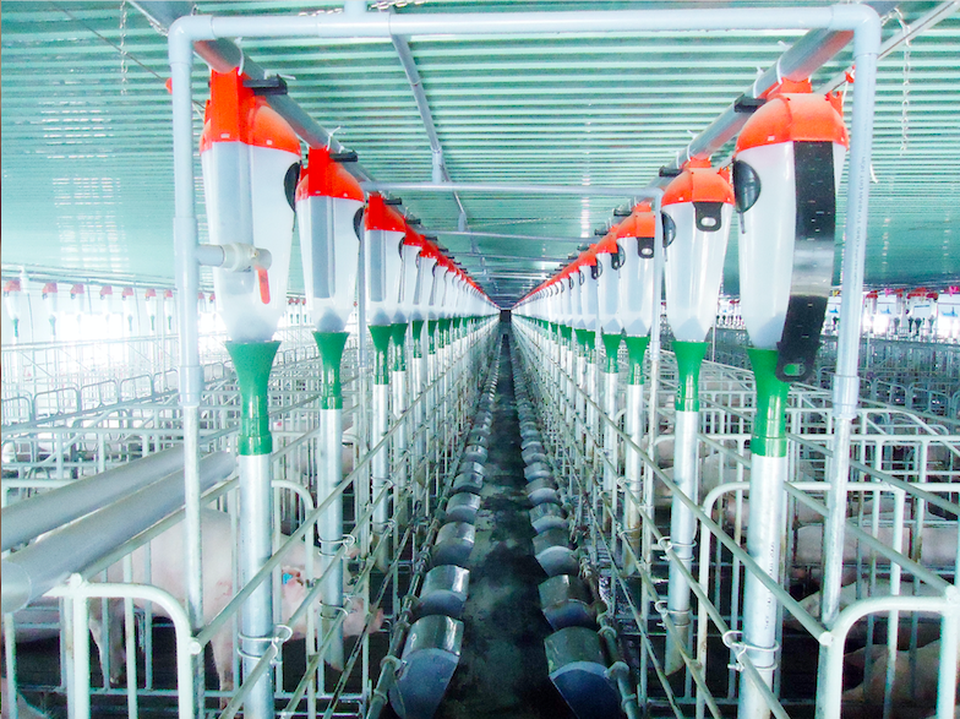 Thịt heo sạch vững vàng trong tâm bão dịch - 3 Thịt heo sạch vững vàng trong tâm bão dịch - 3