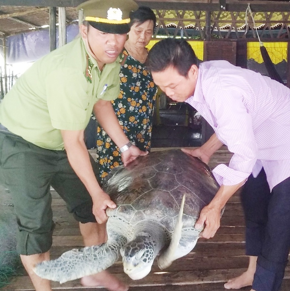 Cà Mau: Thả cá thể rùa biển 60kg quý hiếm về môi trường tự nhiên - 1 Cà Mau: Thả cá thể rùa biển 60kg quý hiếm về môi trường tự nhiên - 1
