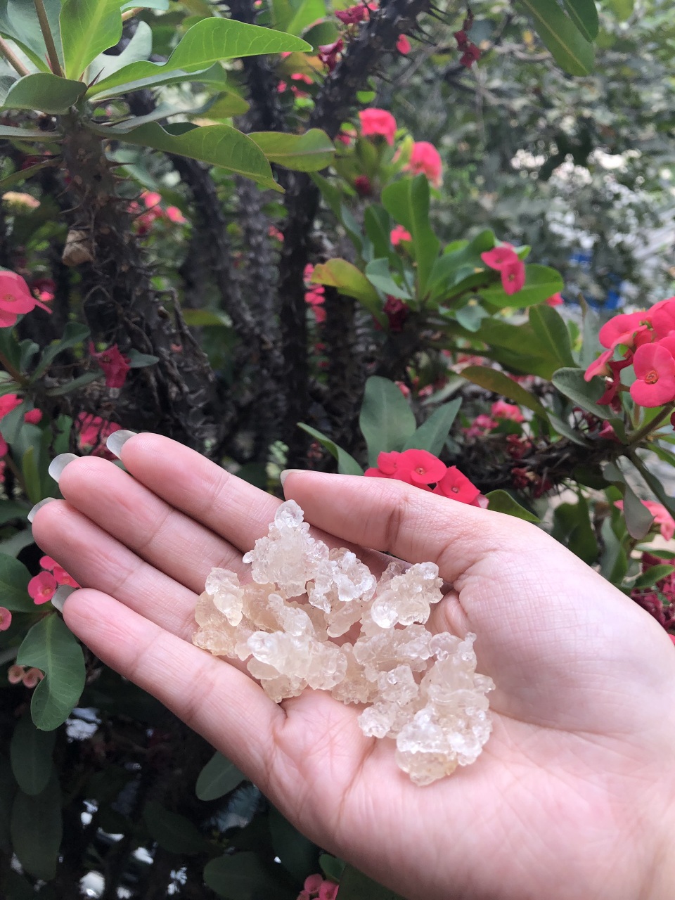Chưa đến hè, chè tuyết yến nhựa đào đã lên cơn sốt - 5 Chưa đến hè, chè tuyết yến nhựa đào đã lên cơn sốt - 5