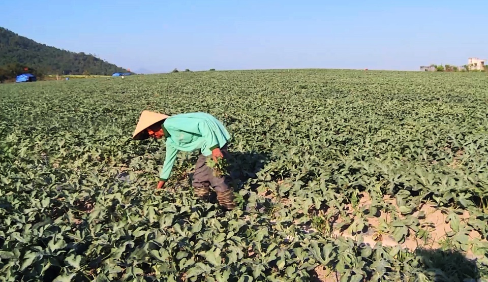Vụ côn đồ cướp bát cơm của nông dân nghèo: Yêu cầu 32 đối tượng viết cam kết! - 1 Vụ côn đồ cướp bát cơm của nông dân nghèo: Yêu cầu 32 đối tượng viết cam kết! - 1