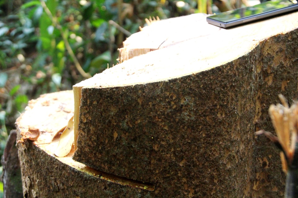 Phá rừng phòng hộ Sông Tranh Quảng Nam Phá rừng phòng hộ Sông Tranh Quảng Nam