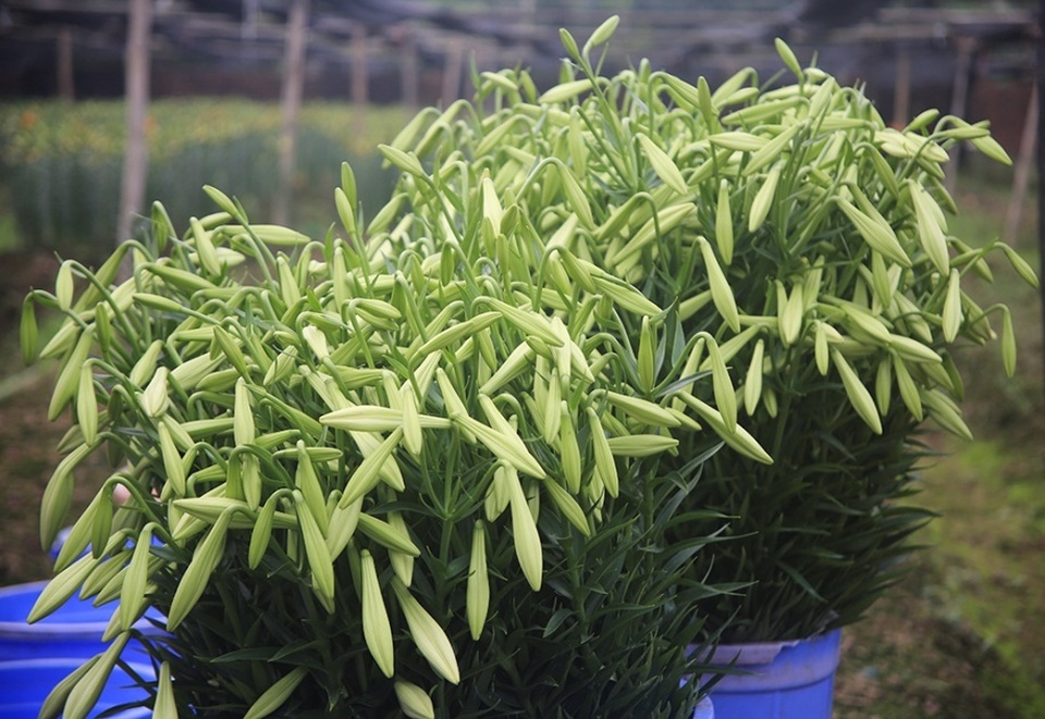 Mùa hoa loa kèn đến sớm ở Hà Nội - 8 Mùa hoa loa kèn đến sớm ở Hà Nội - 8