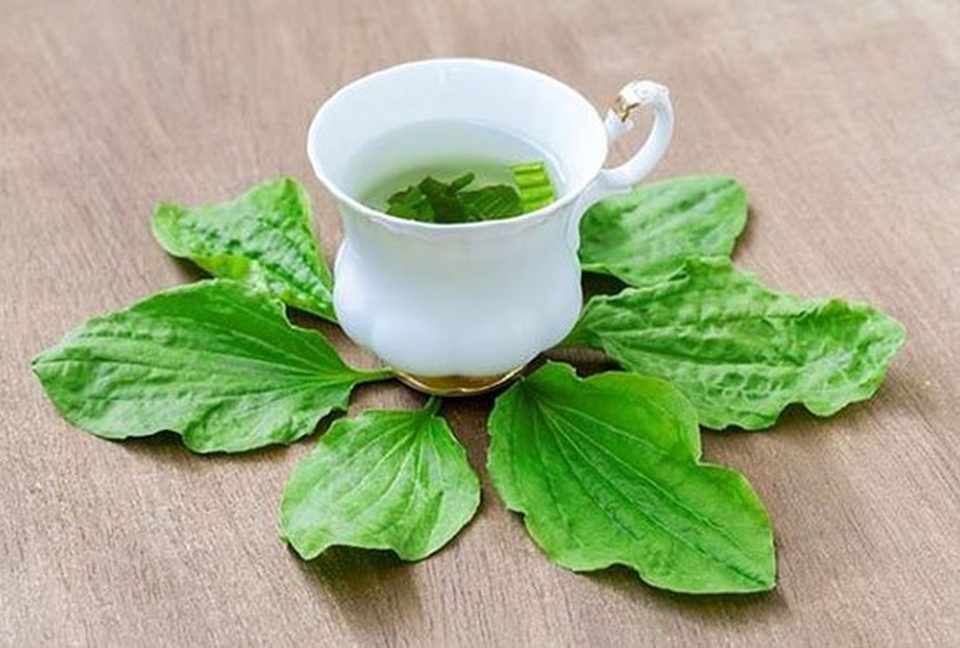Mã đề - dược thảo quý núp bóng loài cỏ dại - 2 Mã đề - dược thảo quý núp bóng loài cỏ dại - 2