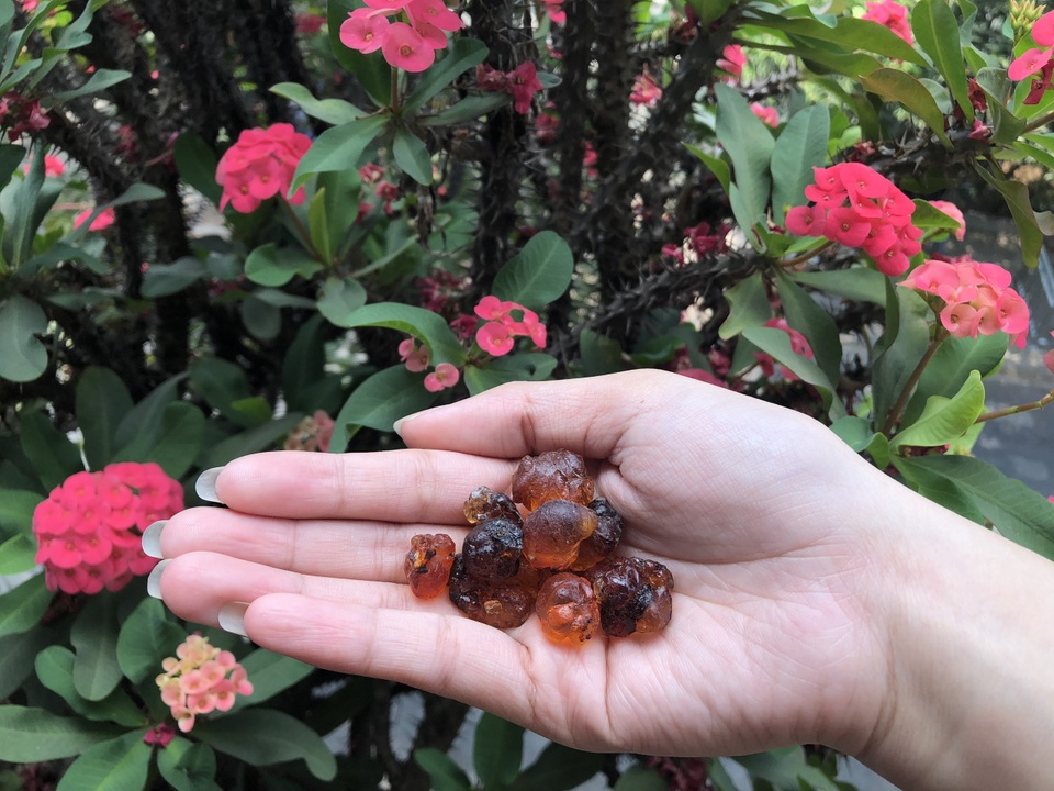 Chưa đến hè, chè tuyết yến nhựa đào đã lên cơn sốt - 7 Chưa đến hè, chè tuyết yến nhựa đào đã lên cơn sốt - 7