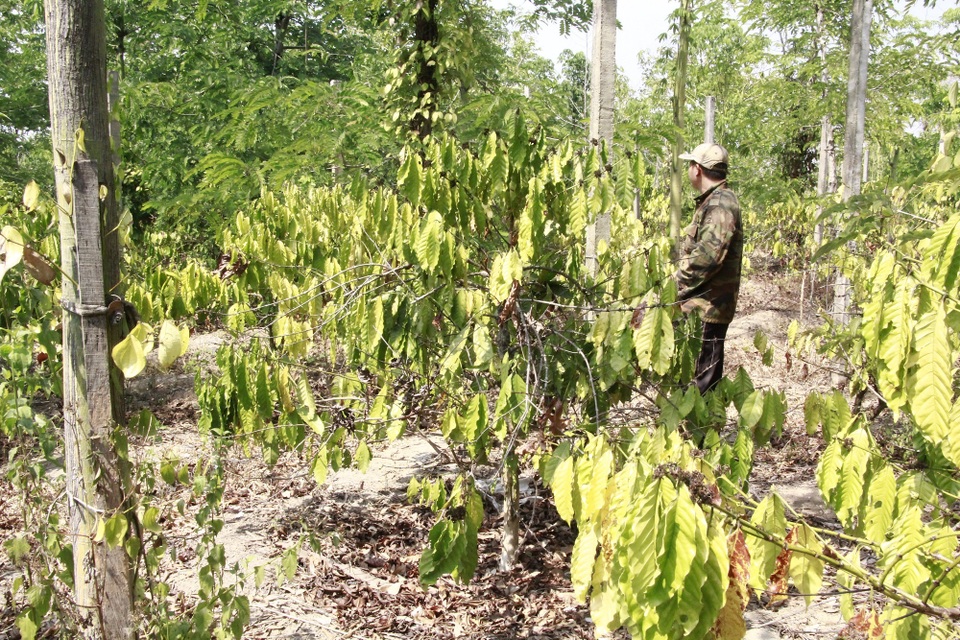 Nhiều tháng liền không mưa, Tây Nguyên khát nước! - 3
