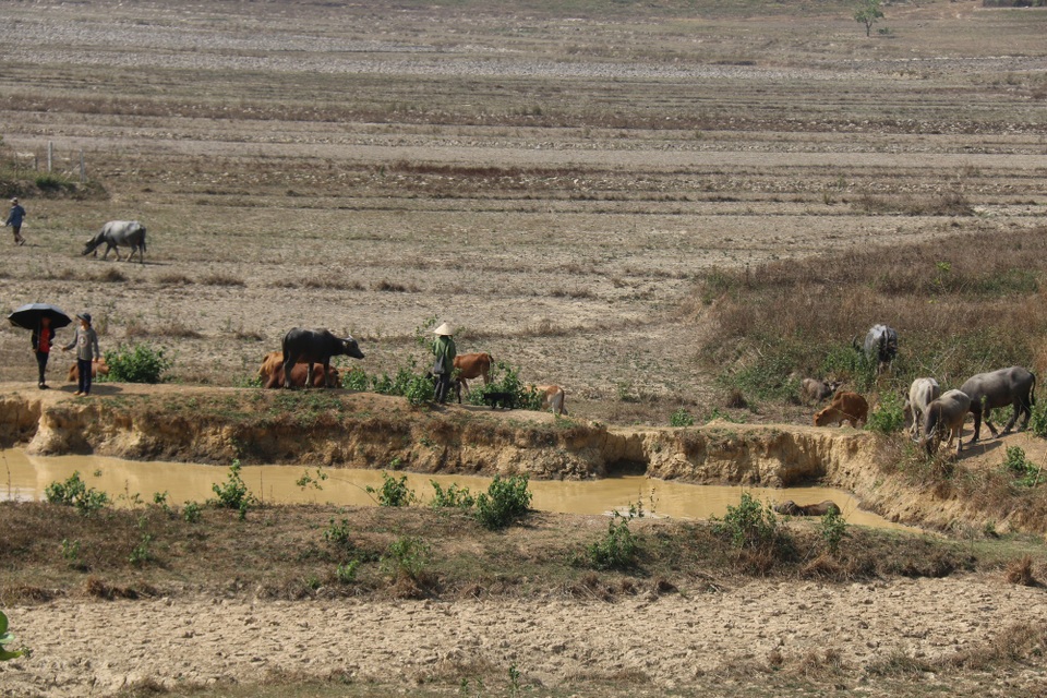 Nhiều tháng liền không mưa, Tây Nguyên khát nước! - 5