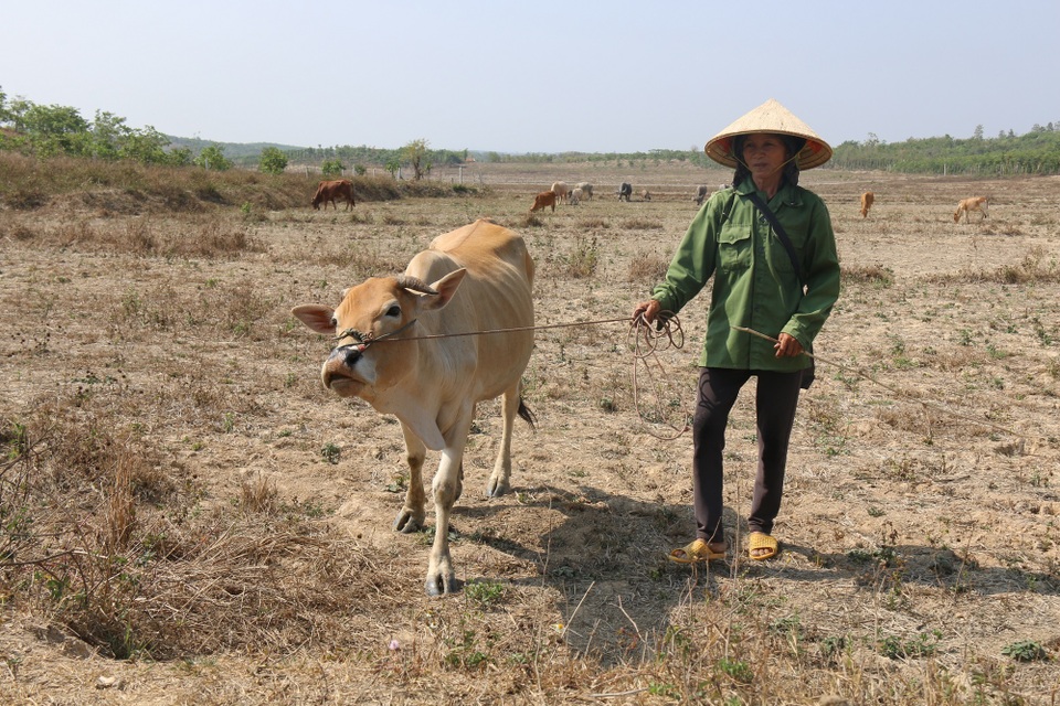 Nhiều tháng liền không mưa, Tây Nguyên khát nước! - 6