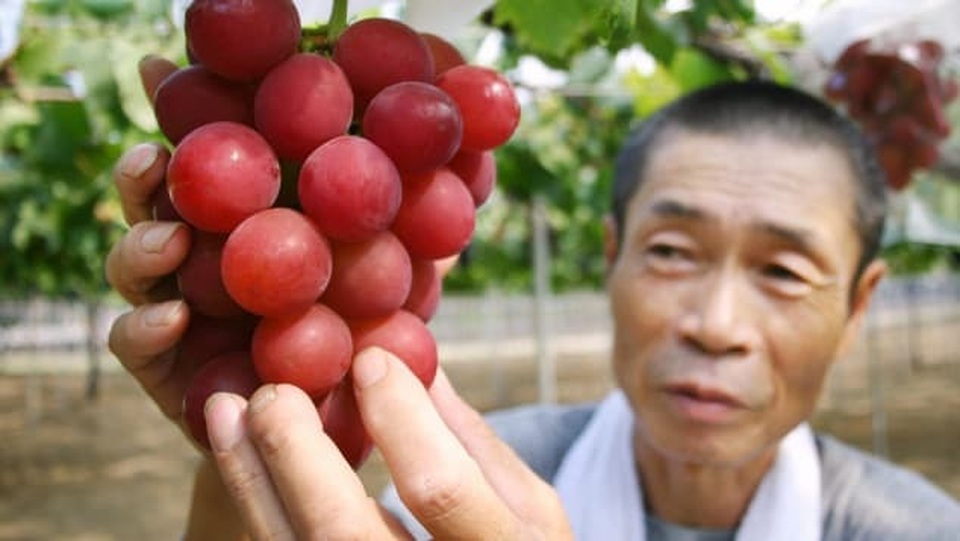 Vì sao người Nhật bỏ 635 triệu đồng mua một cặp dưa lưới, 105 triệu đồng/quả dâu tây? - 3