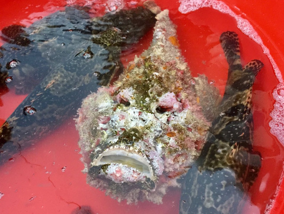 Quảng Ngãi: Hiếm thấy cá mặt quỷ khủng nặng hơn 3,5 kg như thế này - 9 Quảng Ngãi: Hiếm thấy cá mặt quỷ khủng nặng hơn 3,5 kg như thế này - 9