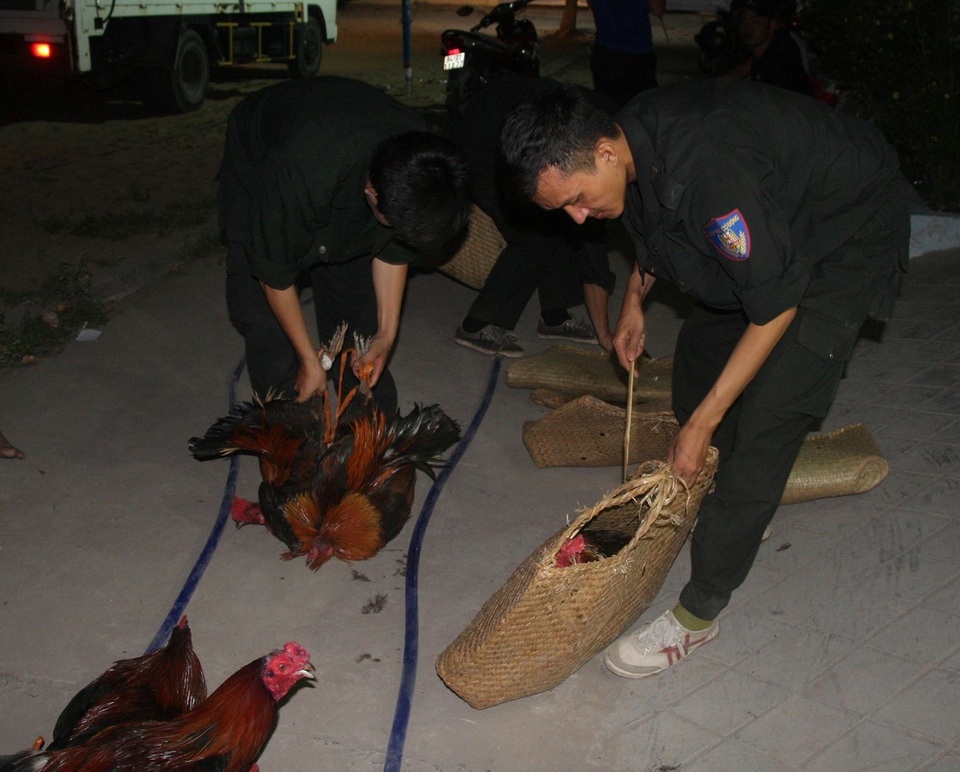 Thu giữ gà đá tại sòng bạc. Thu giữ gà đá tại sòng bạc.