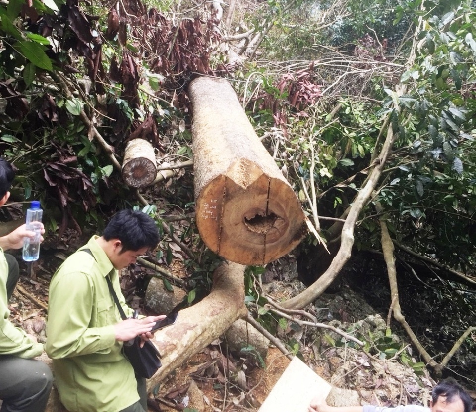 phá rừng 5.jpg phá rừng 5.jpg