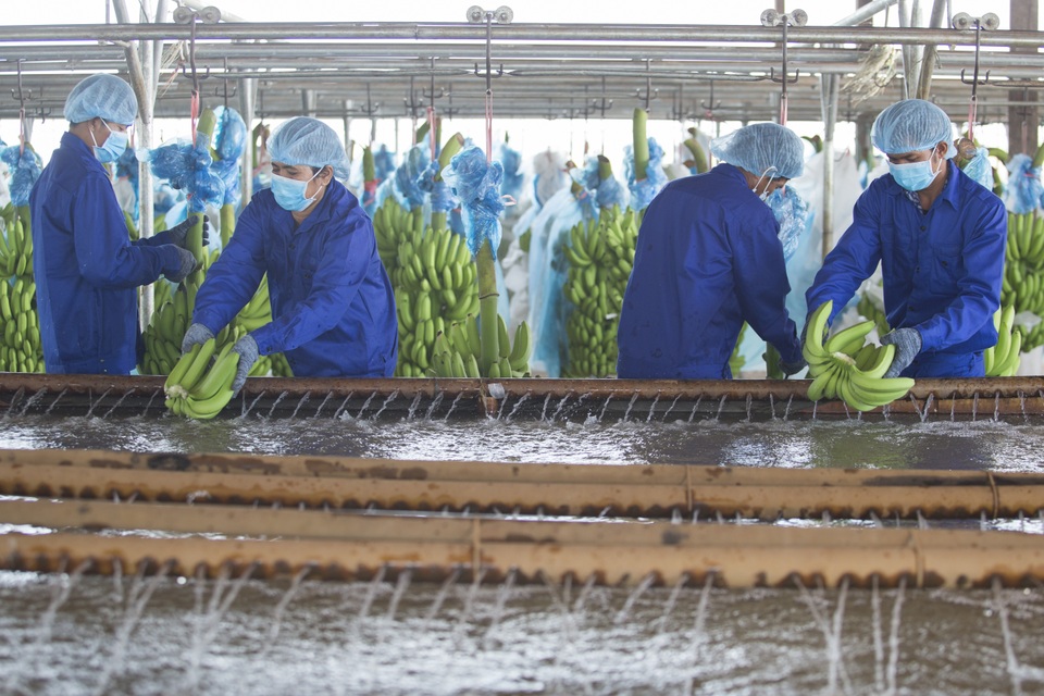 Chuối được trồng theo công nghệ của Isael, đảm bảo canh tác sạch và bền vững. Chuối được trồng theo công nghệ của Isael, đảm bảo canh tác sạch và bền vững.