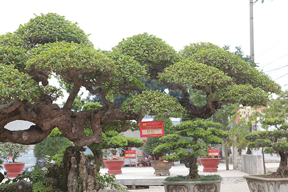 Duối cổ rồng bay phượng múa giá 2 tỷ đồng mê hoặc giới chơi cây - 5 Duối cổ rồng bay phượng múa giá 2 tỷ đồng mê hoặc giới chơi cây - 5