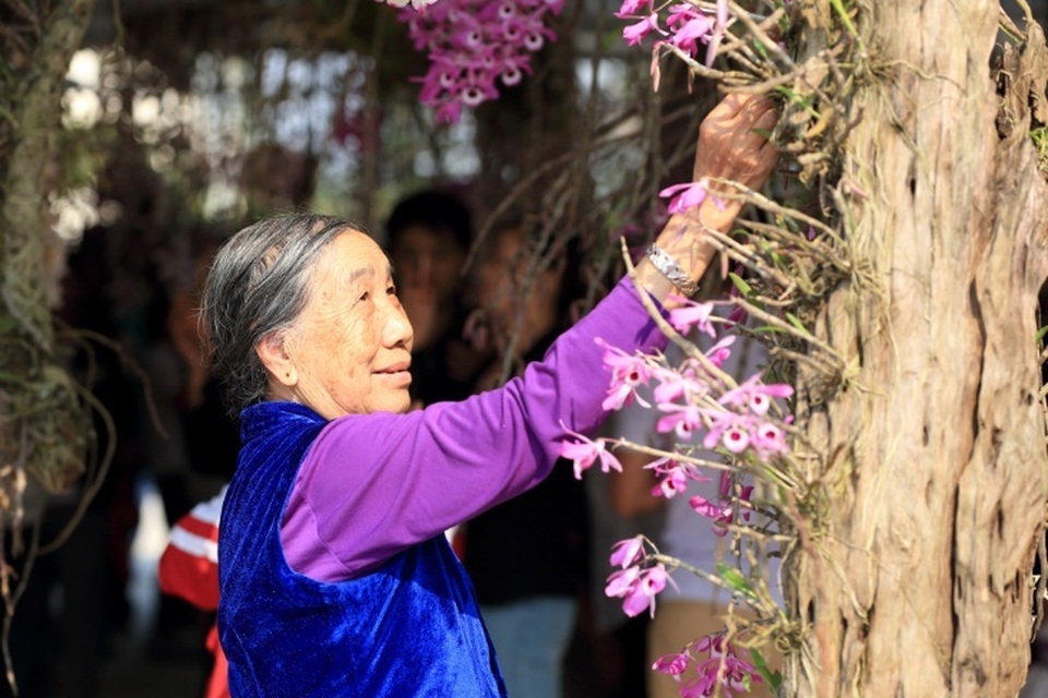 hoa lan 8.jpg hoa lan 8.jpg