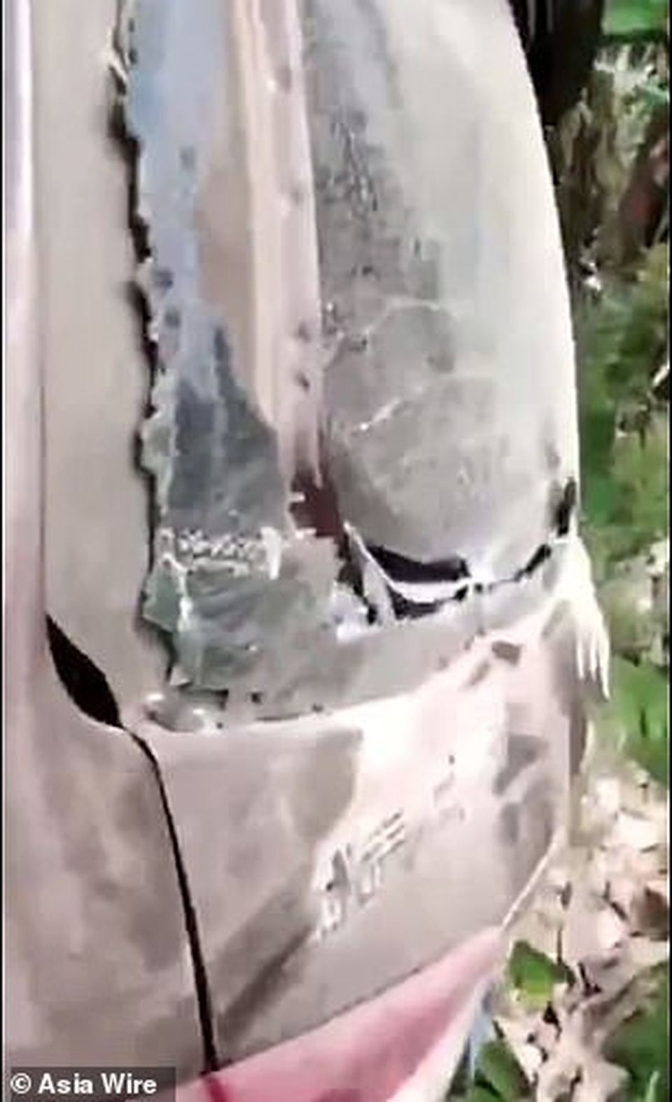 Trung Quốc: Voi không tìm được bạn tình, xông ra đường đập phá - 3 Trung Quốc: Voi không tìm được bạn tình, xông ra đường đập phá - 3