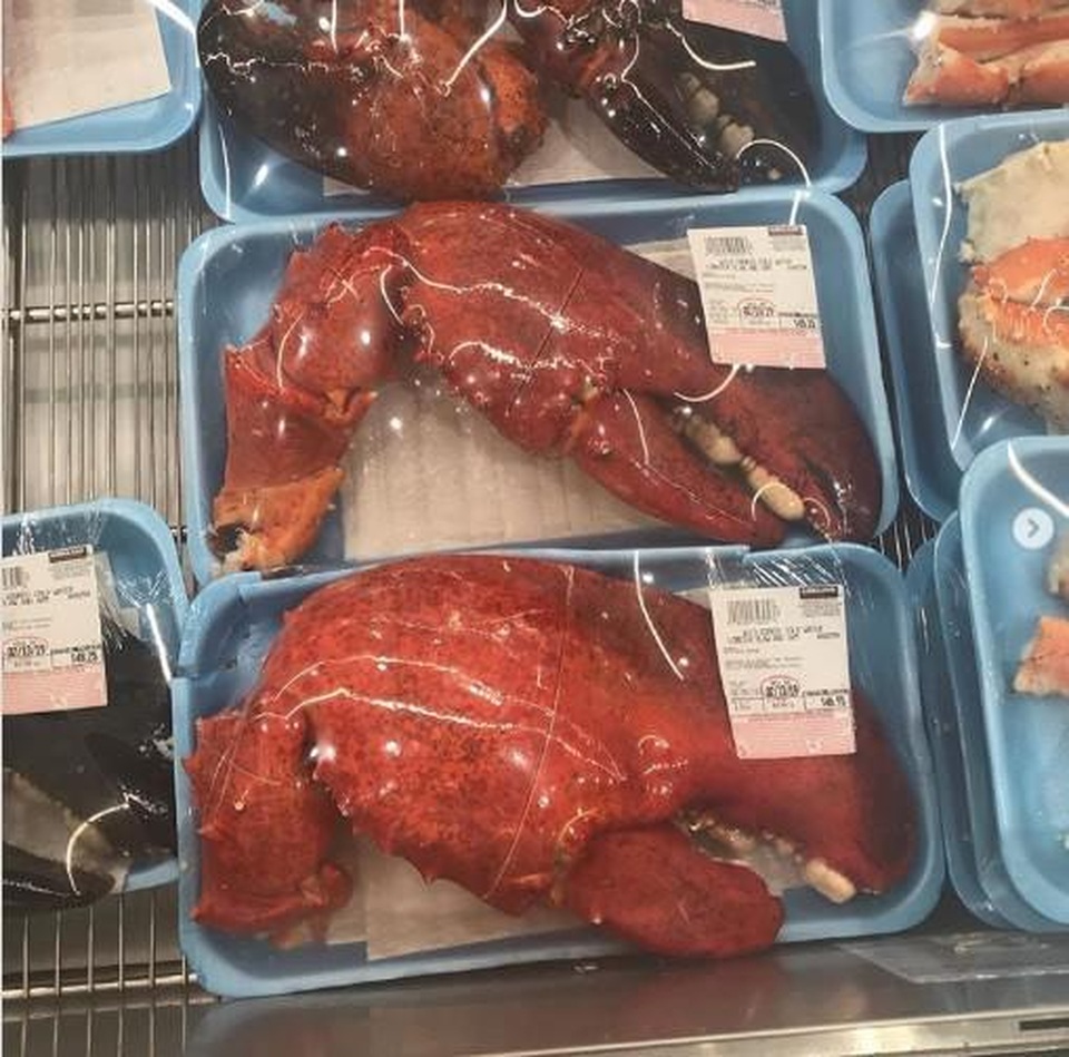 Càng tôm hùm khổng lồ 200.000 đồng/kg mua dễ như rau - 1 Càng tôm hùm khổng lồ 200.000 đồng/kg mua dễ như rau - 1