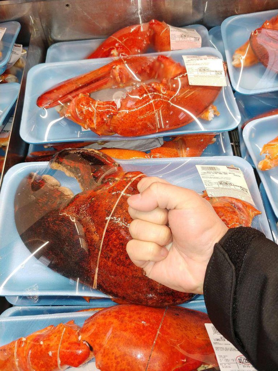 Càng tôm hùm khổng lồ 200.000 đồng/kg mua dễ như rau - 2 Càng tôm hùm khổng lồ 200.000 đồng/kg mua dễ như rau - 2