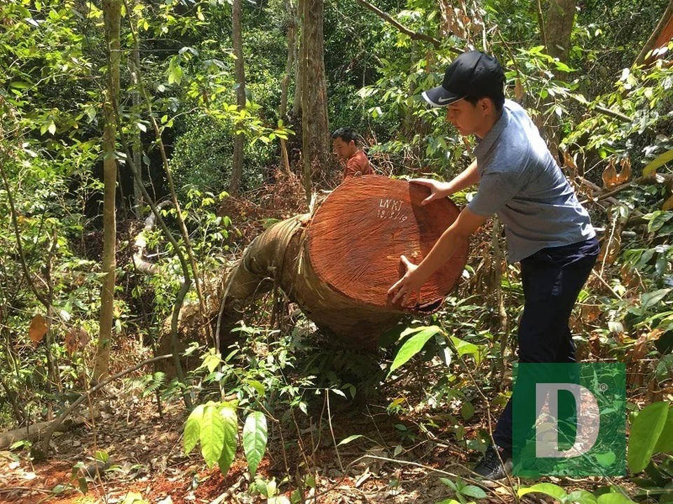 Cận cảnh rừng gỗ lim bị chặt phá tan hoang vừa phát hiện - 8 Cận cảnh rừng gỗ lim bị chặt phá tan hoang vừa phát hiện - 8