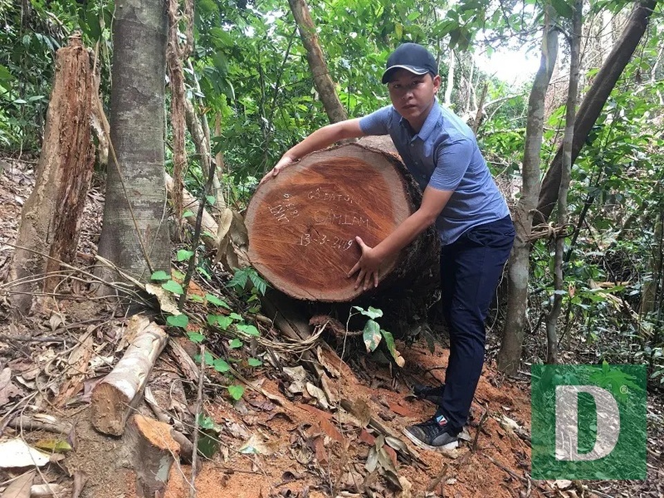 Cận cảnh rừng gỗ lim bị chặt phá tan hoang vừa phát hiện - 10 Cận cảnh rừng gỗ lim bị chặt phá tan hoang vừa phát hiện - 10
