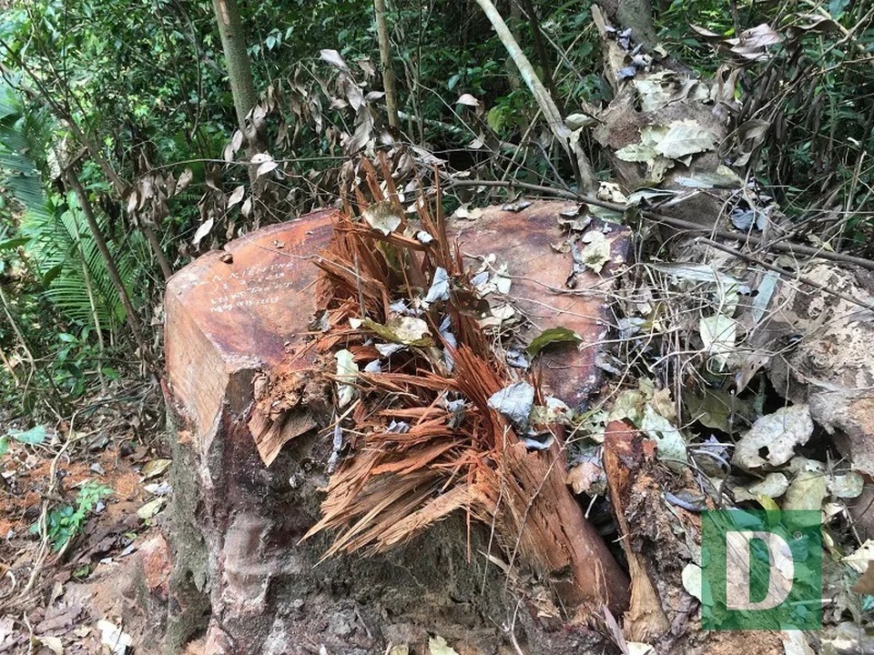 Cận cảnh rừng gỗ lim bị chặt phá tan hoang vừa phát hiện - 9 Cận cảnh rừng gỗ lim bị chặt phá tan hoang vừa phát hiện - 9