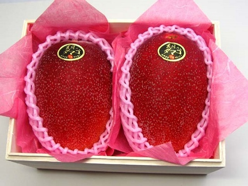 Xoài ruby Nhật giá 1,3 triệu/quả, nhà giàu Việt “đấu giá” ăn chơi - 2 Xoài ruby Nhật giá 1,3 triệu/quả, nhà giàu Việt “đấu giá” ăn chơi - 2