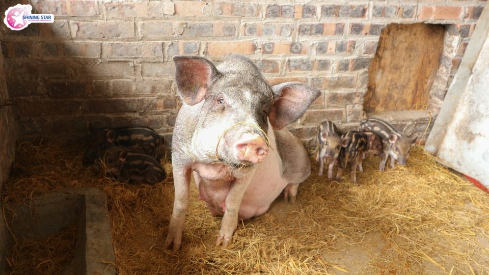 Lo âu lợn nhiễm sán, các trường mầm non đối phó ra sao? - 1