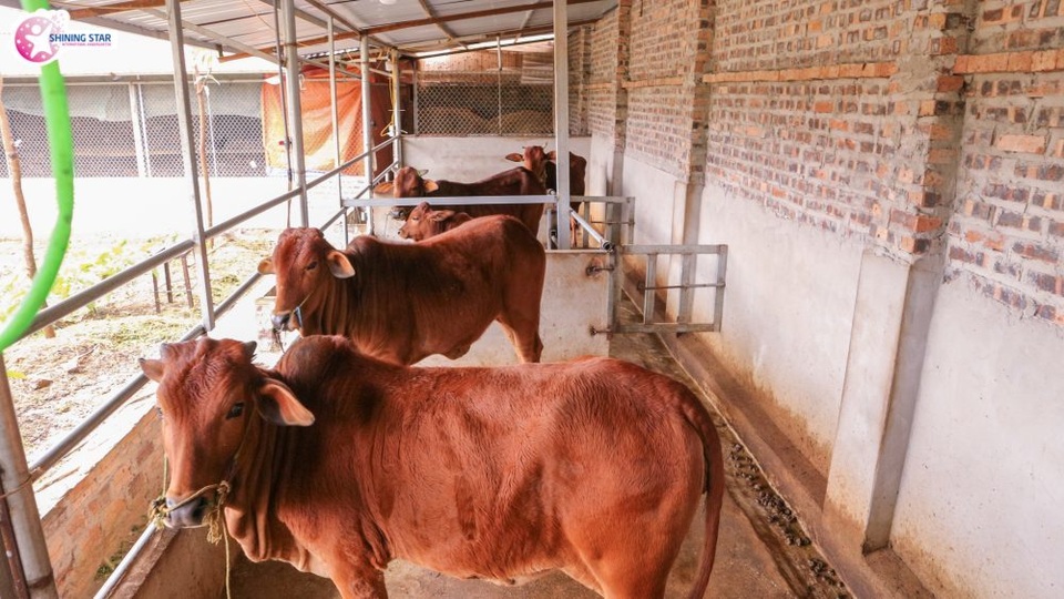 Lo âu lợn nhiễm sán, các trường mầm non đối phó ra sao? - 2