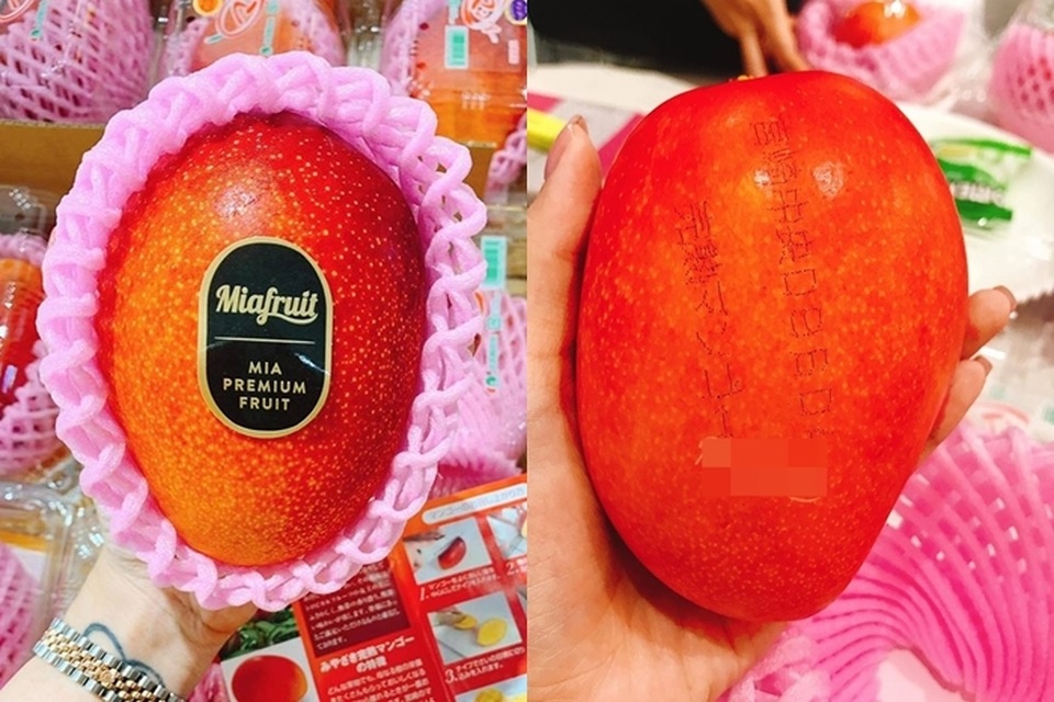 Xoài ruby Nhật giá 1,3 triệu/quả, nhà giàu Việt “đấu giá” ăn chơi - 1 Xoài ruby Nhật giá 1,3 triệu/quả, nhà giàu Việt “đấu giá” ăn chơi - 1