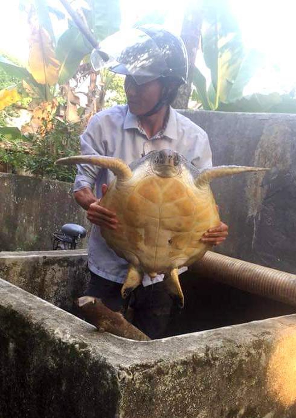 Phát hiện con vích lớn quý hiếm trong hồ nuôi cua - 2 Phát hiện con vích lớn quý hiếm trong hồ nuôi cua - 2