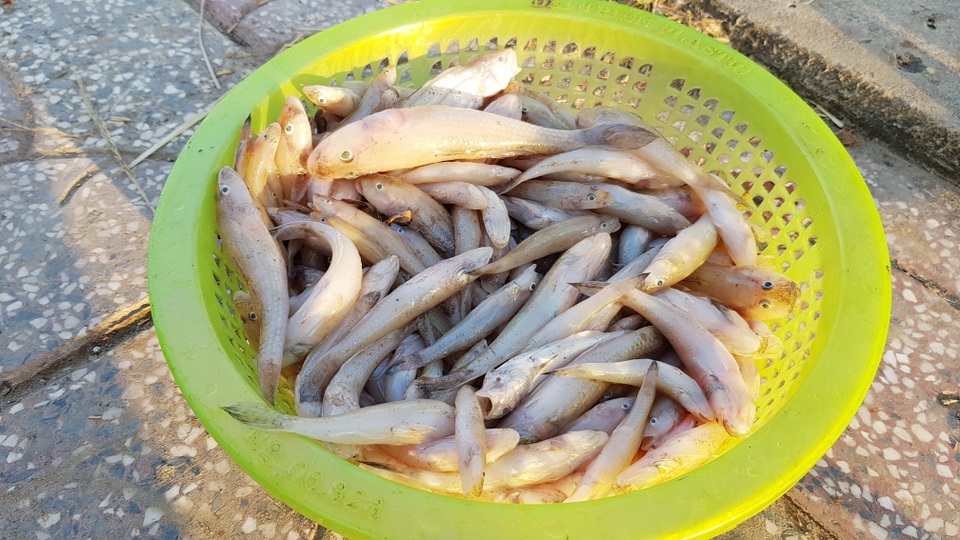 Người dân thành phố đổ xô ra sông vớt cá chết - 3 Người dân thành phố đổ xô ra sông vớt cá chết - 3